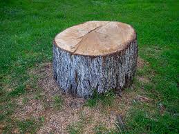 Best Tree Risk Assessment  in South Toms River, NJ