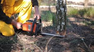 How Our Tree Care Process Works  in  South Toms River, NJ