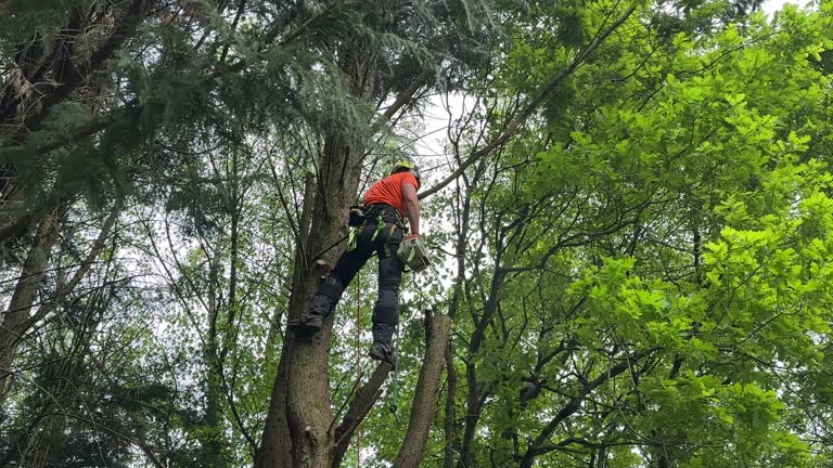 Best Palm Tree Trimming  in South Toms River, NJ