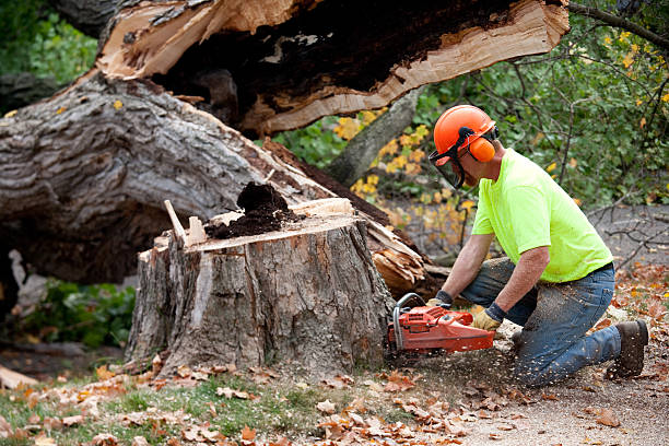  South Toms River, NJ Tree Removal Pros